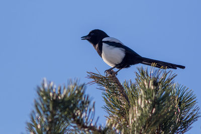 Low angle view of bird perching on plant against sky