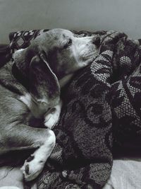 Close-up of a dog sleeping at home