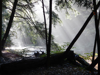 Sunlight streaming through trees in forest