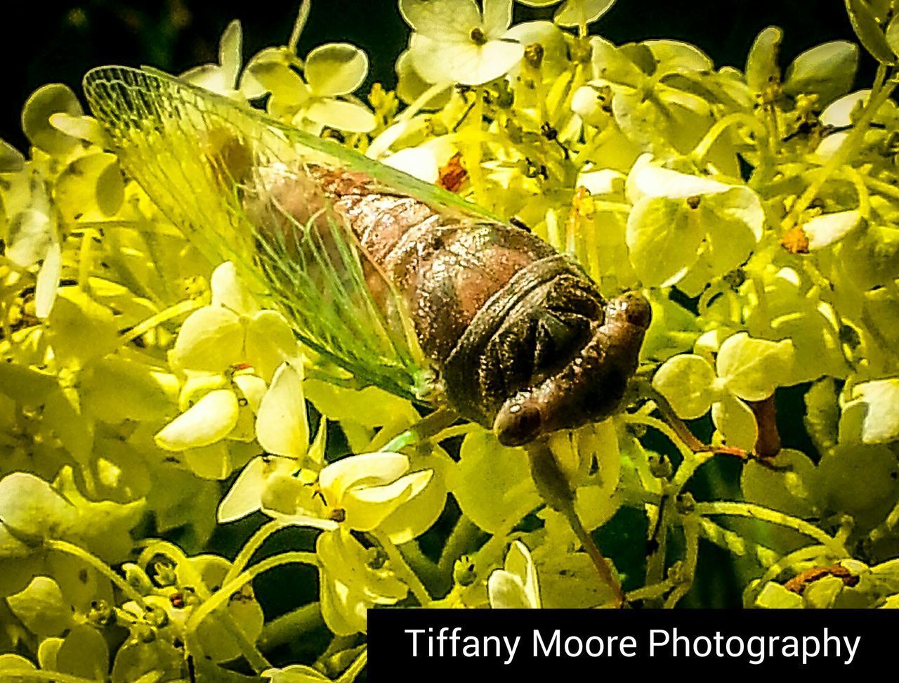 CLOSE-UP OF YELLOW FLOWER