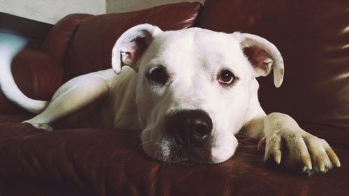 Portrait of american bulldog relaxing on sofa at home