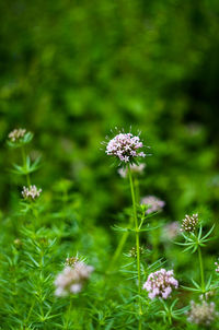 Close-up of bee on flower blooming in field