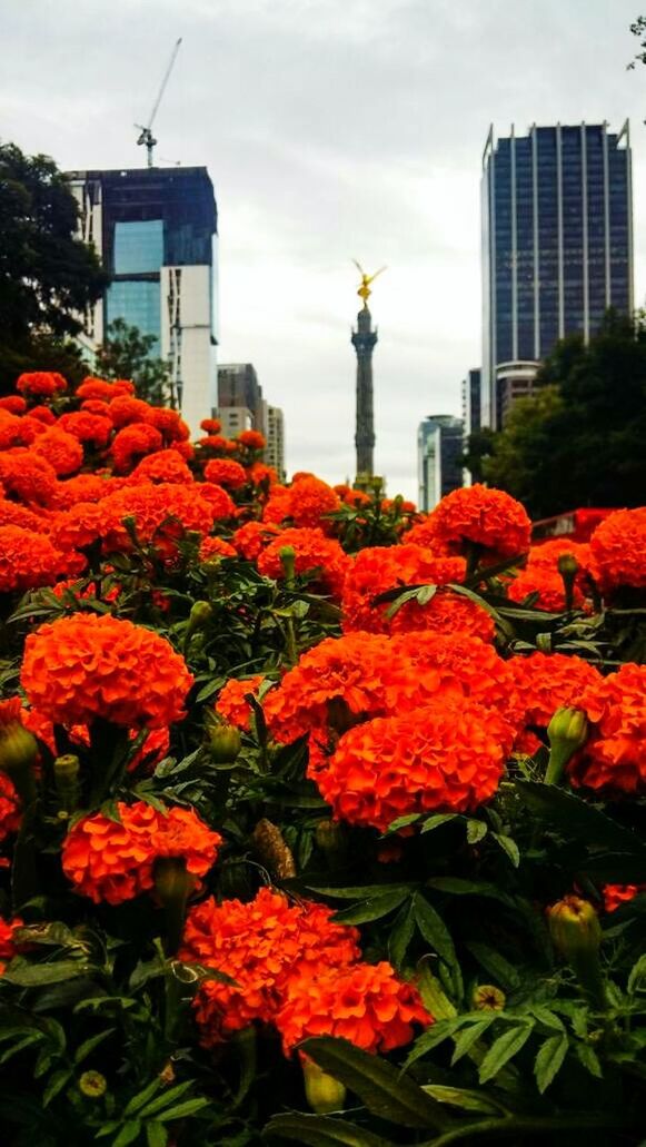 flowering plant, flower, plant, built structure, vulnerability, fragility, architecture, freshness, building exterior, growth, nature, beauty in nature, petal, inflorescence, flower head, day, sky, building, city, no people, outdoors, office building exterior, skyscraper, flowerbed