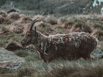 Side view of ibex walking