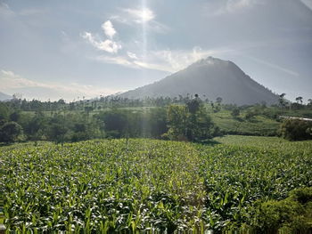 Scenic view of field against sky