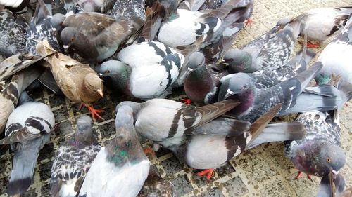 High angle view of pigeons