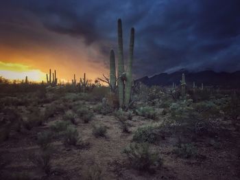 Cactus plants on field against sky