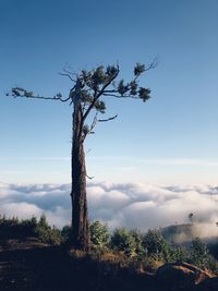 Bare tree on landscape against sky