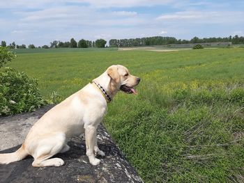 Dog on field