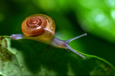 Close-up of snail on leaf