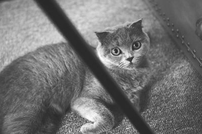 High angle portrait of cat relaxing outdoors