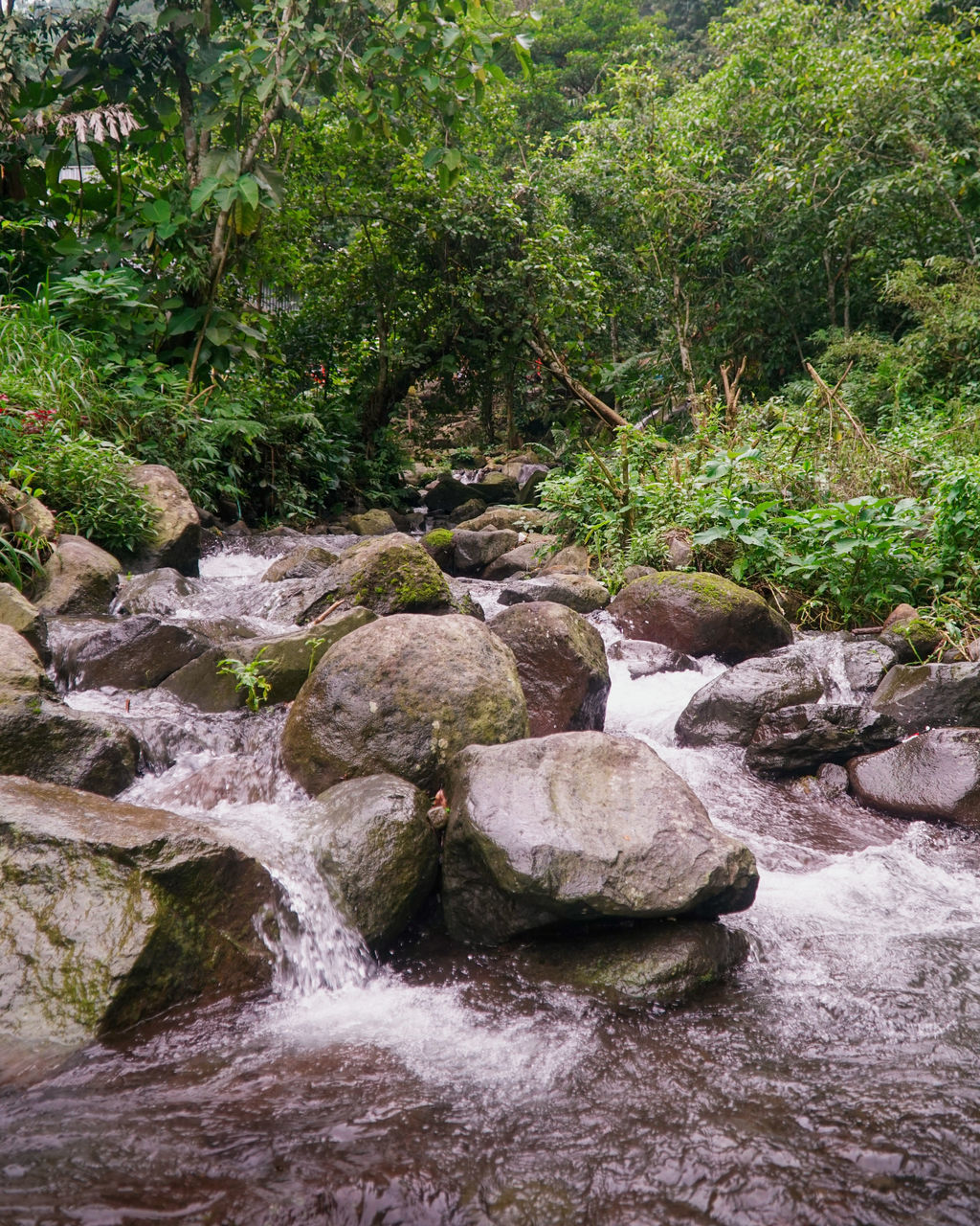 STREAM FLOWING IN FOREST