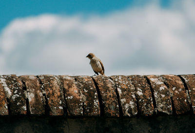 Bird perching on rock