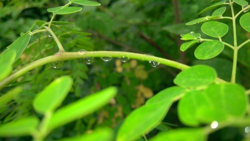 Close-up of wet insect on plant