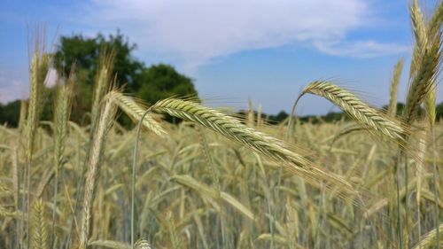 Close-up of stalks in wheat field against sky