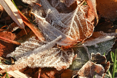 Close-up of frozen dry leaves on field during winter