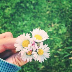 Close-up of cropped hand holding daisy