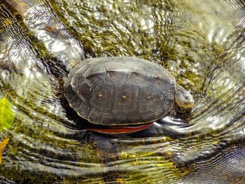 High angle view of turtle in pond