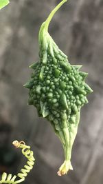 Close-up of green chili peppers on plant