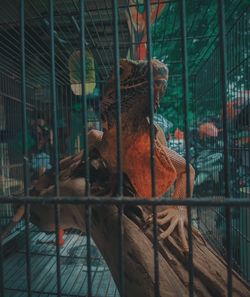 View of cat in cage at zoo