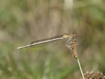 Close-up of damselfly on plant