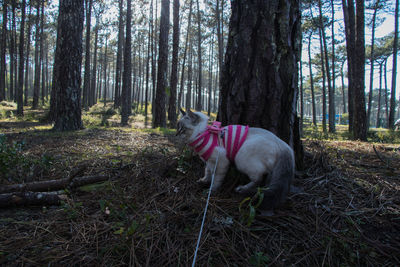 Dog in a forest