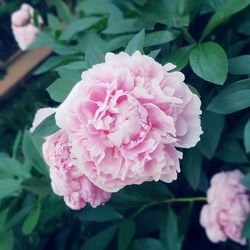 Close-up of pink rose