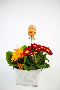 Close-up of flower pot against white background