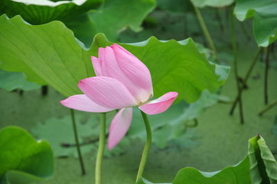 Close-up of pink water lily in lake