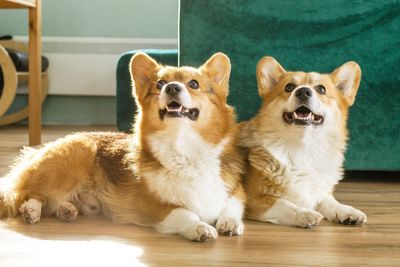 pet