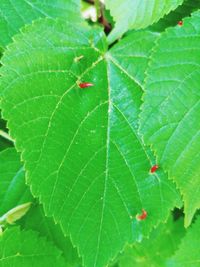 High angle view of insect on leaf