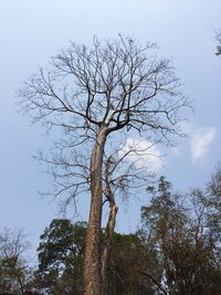 Low angle view of bare tree against sky