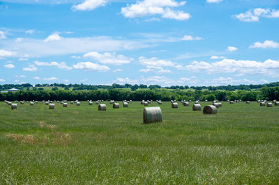 pasture