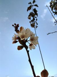 Low angle view of flower tree against sky