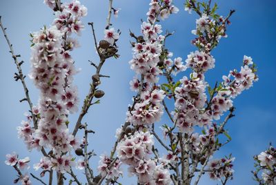 Low angle view of almond blossoms against sky on island mallorca in spring 