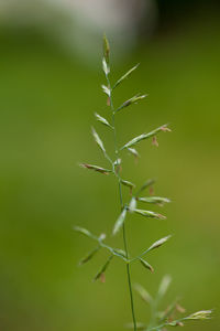 Close-up of plant