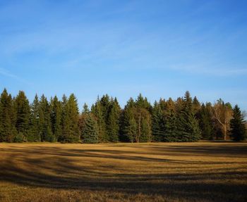 Trees on field against sky