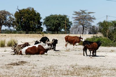 Cows standing in a field