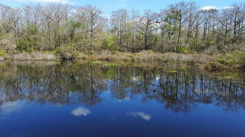 Reflection of trees in calm lake