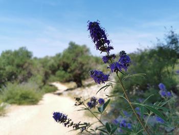 Close-up of purple flowering plant on field