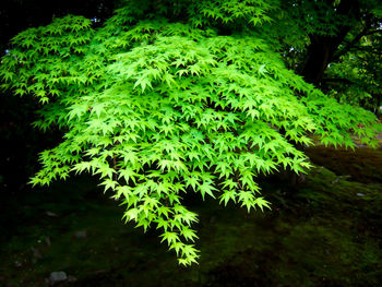 Close-up of plants in forest