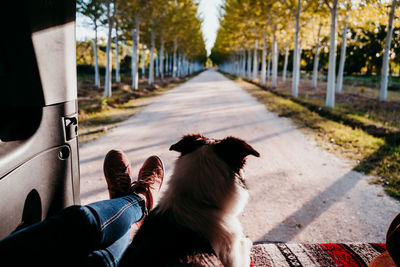 Low section of person with dog on floor