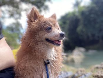 Close-up of dog looking away outdoors