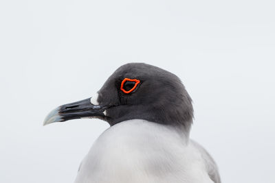 Close-up of bird against white background