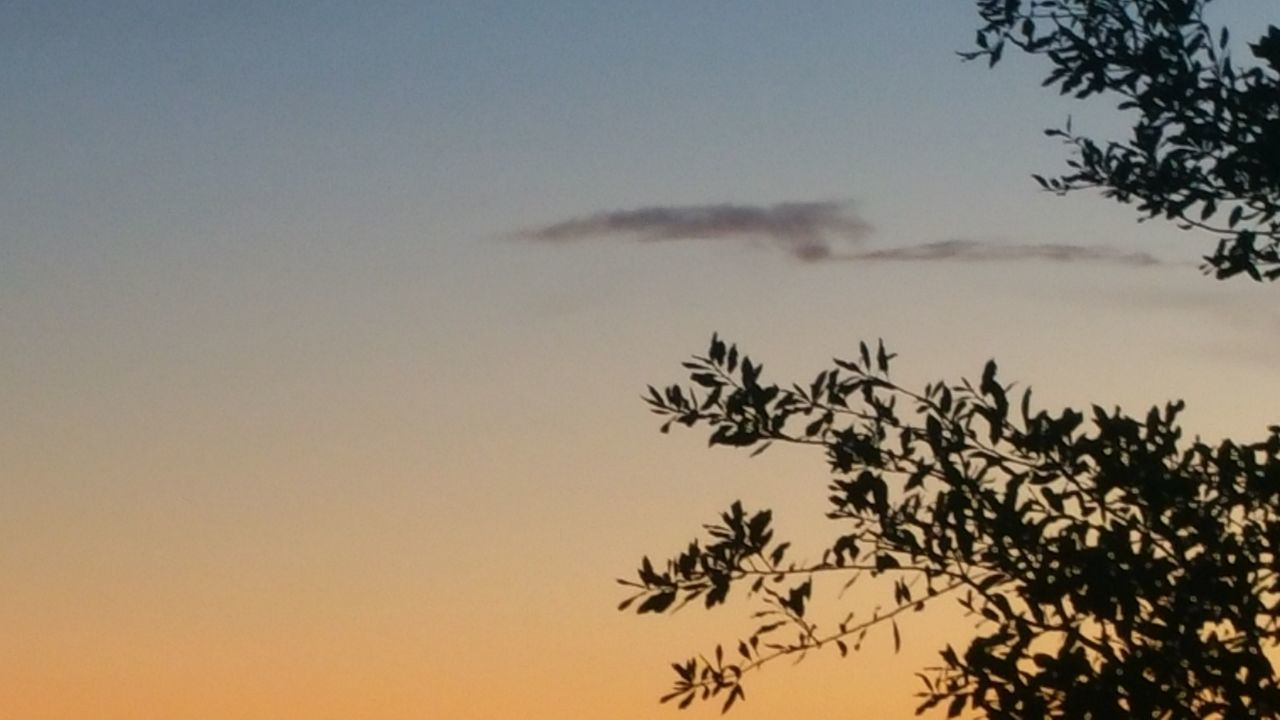 tree, clear sky, low angle view, silhouette, branch, tranquility, nature, beauty in nature, growth, copy space, sunset, scenics, tranquil scene, sky, outdoors, no people, leaf, idyllic, high section, orange color