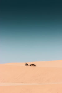 View of camel walking on land at beach