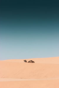 View of a desert