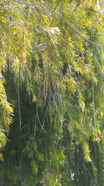 Close-up of plants