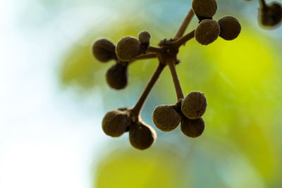 Close-up of berries growing on plant against sky
