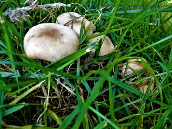 Close-up of mushrooms in field